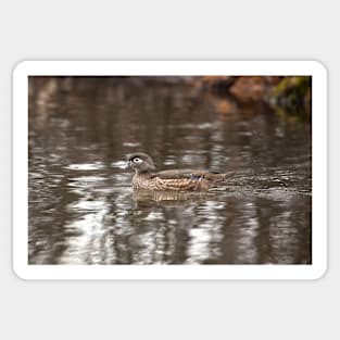 Female Wood Duck Sticker